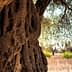 Close-up view of an olive tree trunk displaying textured bark and gnarled features. - Olive Oil Times