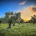 Olive trees in a grove with a colorful sunset sky and grassy ground. - Olive Oil Times