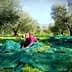 Woman collecting olives in an orchard with green nets spread on the ground. - Olive Oil Times