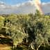 Olive trees in a grove with a rainbow visible in the background under a cloudy sky. - Olive Oil Times
