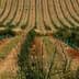 Rows of young plants in a vineyard with green protective sleeves on each plant. - Olive Oil Times