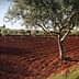 Olive trees in a field with red soil and clear sky in the background. - Olive Oil Times