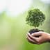 A pair of hands holding a small tree seedling with soil against a blurred background. - Olive Oil Times