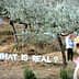 Art installation with the phrase 'WHAT IS REAL?' displayed in an olive grove setting. - Olive Oil Times
