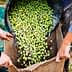 Hands pouring freshly harvested green olives from a basket into a burlap sack. - Olive Oil Times