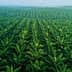 Aerial view of a lush green palm oil plantation with rows of palm trees. - Olive Oil Times
