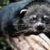 Binturong, also known as bearcat, resting on a log with a focused expression. - Olive Oil Times