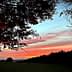 Colorful sunset with pink and orange hues visible through tree branches in a landscape. - Olive Oil Times