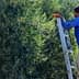 Individual using a ladder to harvest olives from a tree in an agricultural setting. - Olive Oil Times