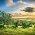 A scenic view of an olive grove with rolling hills under a sunset sky. - Olive Oil Times