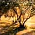 Close-up of olive tree leaves with a blurred background of an olive grove. - Olive Oil Times