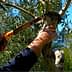 Individual using a hand saw to prune an olive tree branch in a garden setting. - Olive Oil Times