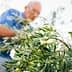 A man harvesting olives from a tree, focusing on the branches and fruit. - Olive Oil Times
