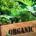 Wooden crate labeled 'Organic Farm' filled with various fresh greens and herbs. - Olive Oil Times