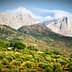 Olive trees in a grove with mountains and clouds in the background. - Olive Oil Times