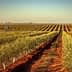 A landscape view of an olive grove with rows of olive trees and a clear sky. - Olive Oil Times