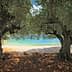 Two olive trees framing a view of a clear blue shoreline and water. - Olive Oil Times