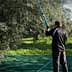Man using a long pole to harvest olives from a tree in an olive grove. - Olive Oil Times