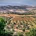 Aerial view of an olive grove with rows of olive trees on a hillside. - Olive Oil Times
