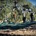 Workers using nets to harvest olives from trees in an olive grove during the harvest season. - Olive Oil Times