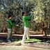 Four workers in green shirts harvesting olives from trees in an olive grove. - Olive Oil Times