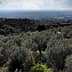 A panoramic view of an olive grove with rolling hills in the background under a cloudy sky. - Olive Oil Times