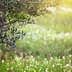 Branch of an olive tree featuring green olives against a blurred background of grass and flowers. - Olive Oil Times