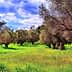A grove of olive trees with green grass and a cloudy sky in the background. - Olive Oil Times