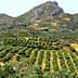 Expansive olive grove with neatly arranged trees and a mountain in the background. - Olive Oil Times
