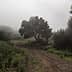 A solitary tree beside a dirt path surrounded by fog and greenery. - Olive Oil Times