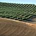 Rows of olive trees planted on a sloped field with tilled soil in the foreground. - Olive Oil Times