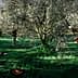Three individuals harvesting olives from trees using handheld tools in an olive grove. - Olive Oil Times