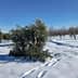 An olive tree partially covered in snow in a snowy field with other trees in the background. - Olive Oil Times