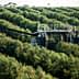 Olive harvesting machine operating in a lush olive grove with rows of olive trees. - Olive Oil Times