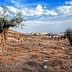 Two olive trees in a dry landscape with a distant view of buildings and clouds. - Olive Oil Times