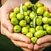 A pair of hands holding a collection of green olives with leaves. - Olive Oil Times