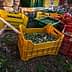 Various colored baskets filled with freshly harvested olives near a stone structure. - Olive Oil Times