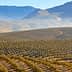 Expansive olive grove with rows of olive trees set against mountainous terrain. - Olive Oil Times