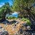 Two olive trees growing amidst rocky terrain with a view of the sea in the background. - Olive Oil Times