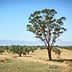 A solitary eucalyptus tree standing in an open landscape with sparse vegetation and distant mountains. - Olive Oil Times