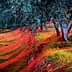 Olive trees with red nets spread across the ground in an olive grove. - Olive Oil Times