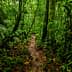 Narrow dirt pathway winding through a dense green jungle with tall trees and foliage. - Olive Oil Times