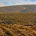 Aerial view of a large olive grove with rows of olive trees on rolling hills. - Olive Oil Times