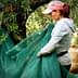 Two workers gathering olives under an olive tree using green nets to collect fallen olives. - Olive Oil Times