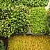 Assorted microgreens including sprouts and leafy greens arranged in containers. - Olive Oil Times