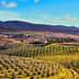 A panoramic view of olive groves and rolling hills in the Tuscan countryside. - Olive Oil Times