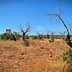 A panoramic view of a dry landscape featuring leafless trees and sparse vegetation under a clear blue sky. - Olive Oil Times