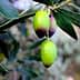 Close-up of an olive branch featuring green and purple olives among green leaves. - Olive Oil Times