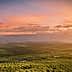 Aerial view of an expansive olive grove landscape under a colorful sunset sky. - Olive Oil Times