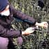 Individual wearing a mask and hat measuring the growth of an olive plant in a nursery. - Olive Oil Times